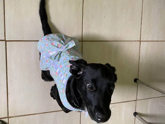 Cachorro ra a Coni corso com pastor alemão  idade 2 a 6 meses nome Pandora 