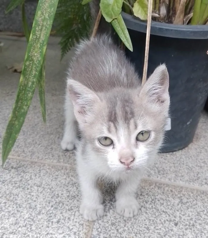 Gato ra a SRD-ViraLata idade 2 a 6 meses nome Sem nome.