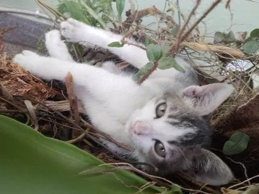 Gato ra a SRD-ViraLata idade 2 a 6 meses nome Sem nome.