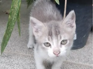 Gato raça SRD-ViraLata idade 2 a 6 meses nome Sem nome.