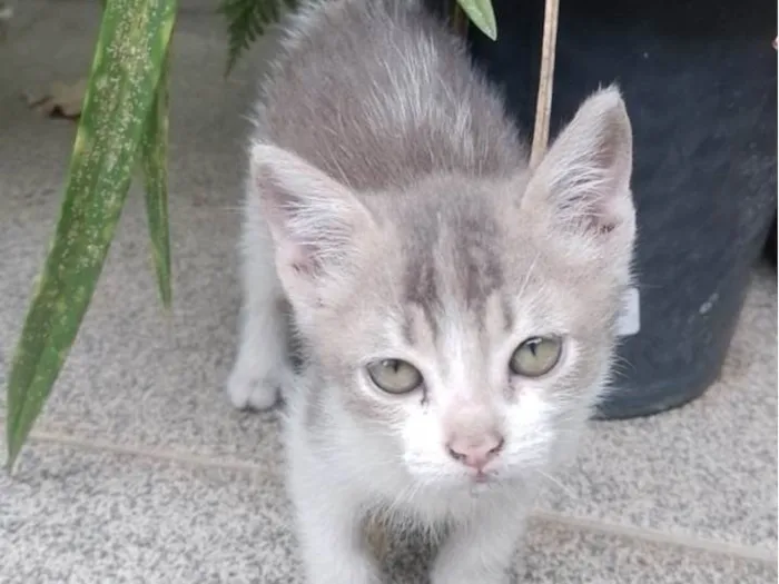 Gato ra a SRD-ViraLata idade 2 a 6 meses nome Sem nome.