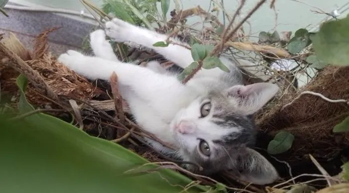 Gato ra a SRD-ViraLata idade 2 a 6 meses nome Nera, Tom e Jay.