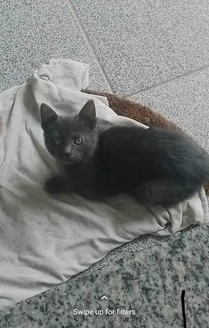 Gato ra a SRD-ViraLata idade 2 a 6 meses nome Nera, Tom e Jay.