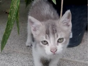Gato raça SRD-ViraLata idade 2 a 6 meses nome Nera, Tom e Jay.