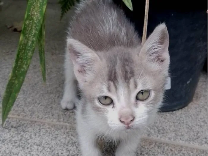 Gato ra a SRD-ViraLata idade 2 a 6 meses nome Nera, Tom e Jay.
