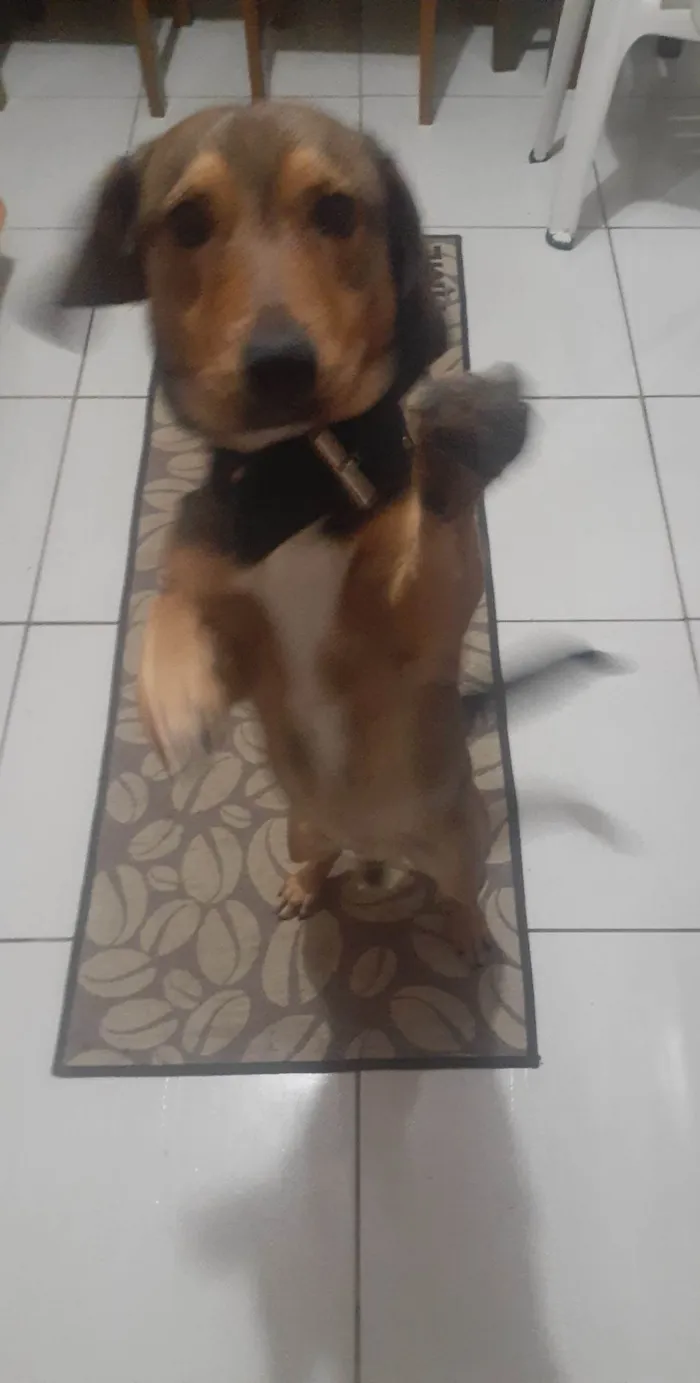 Cachorro ra a nao sei se tem raça mas parece basset idade 3 anos nome SCOTT