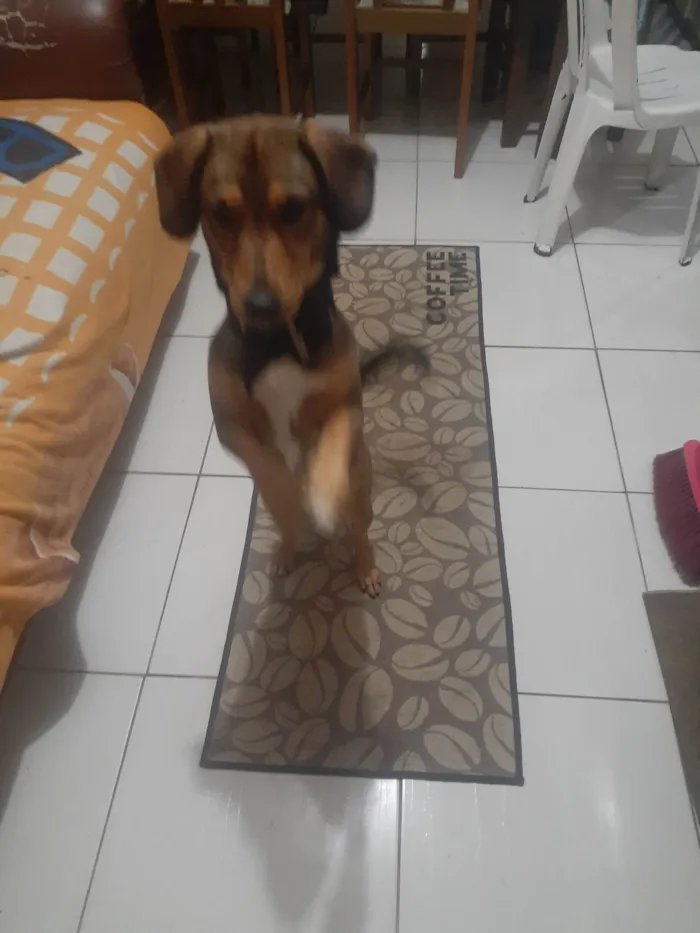 Cachorro ra a nao sei se tem raça mas parece basset idade 3 anos nome SCOTT