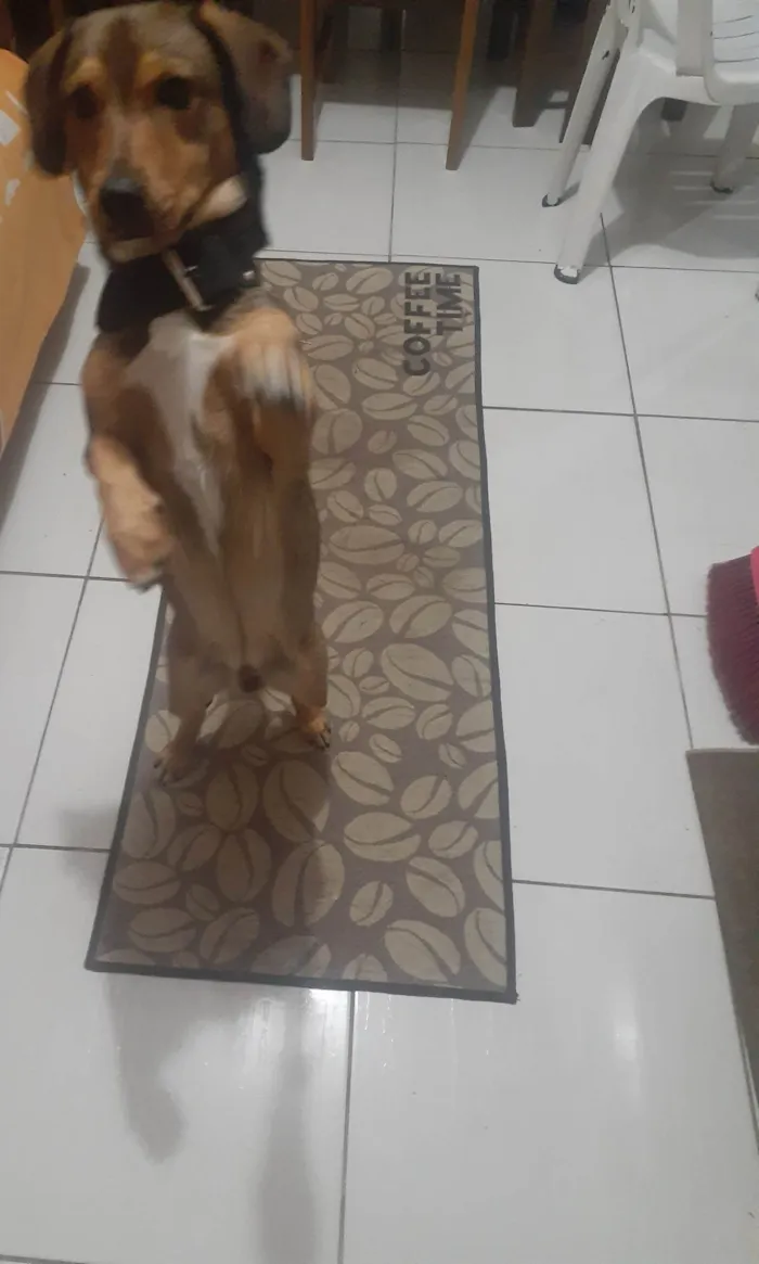 Cachorro ra a nao sei se tem raça mas parece basset idade 3 anos nome SCOTT