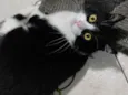 Magnus