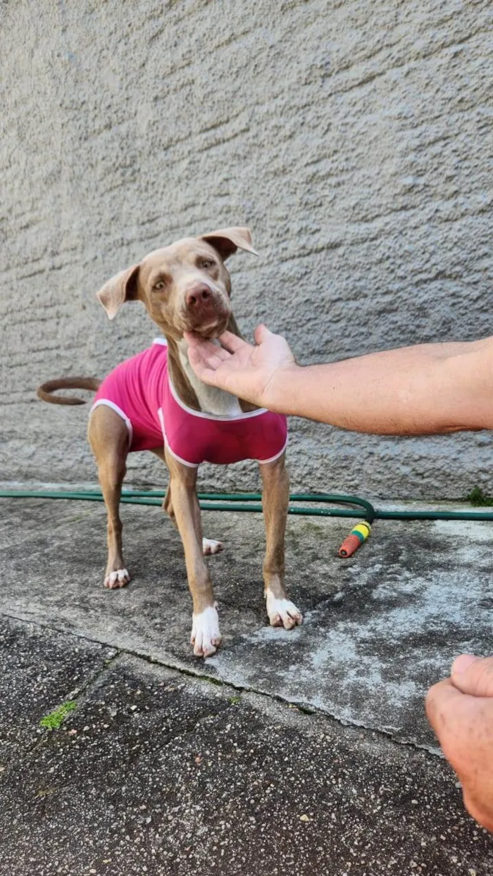 Cachorro ra a Pitbul  idade 2 a 6 meses nome Não sei 