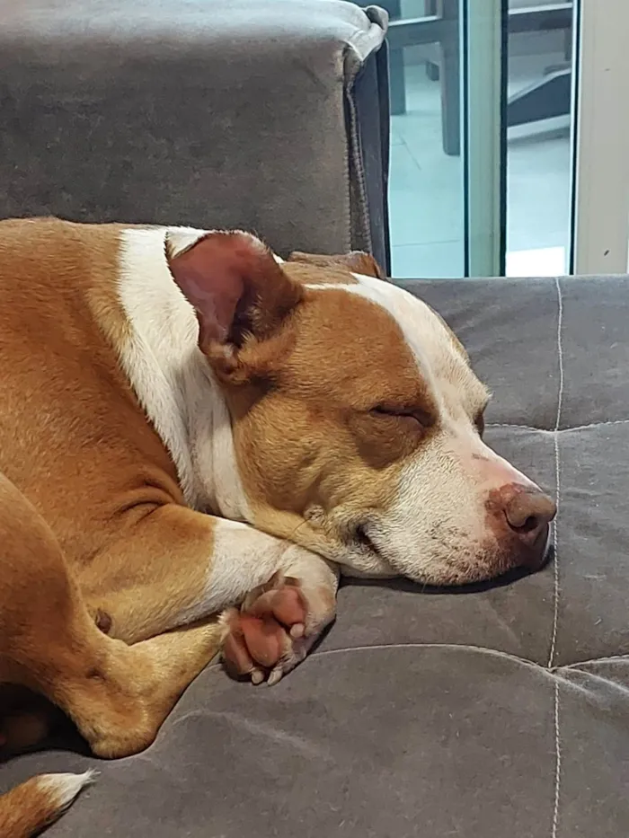 Cachorro ra a Pitbul  idade 2 a 6 meses nome Não sei 