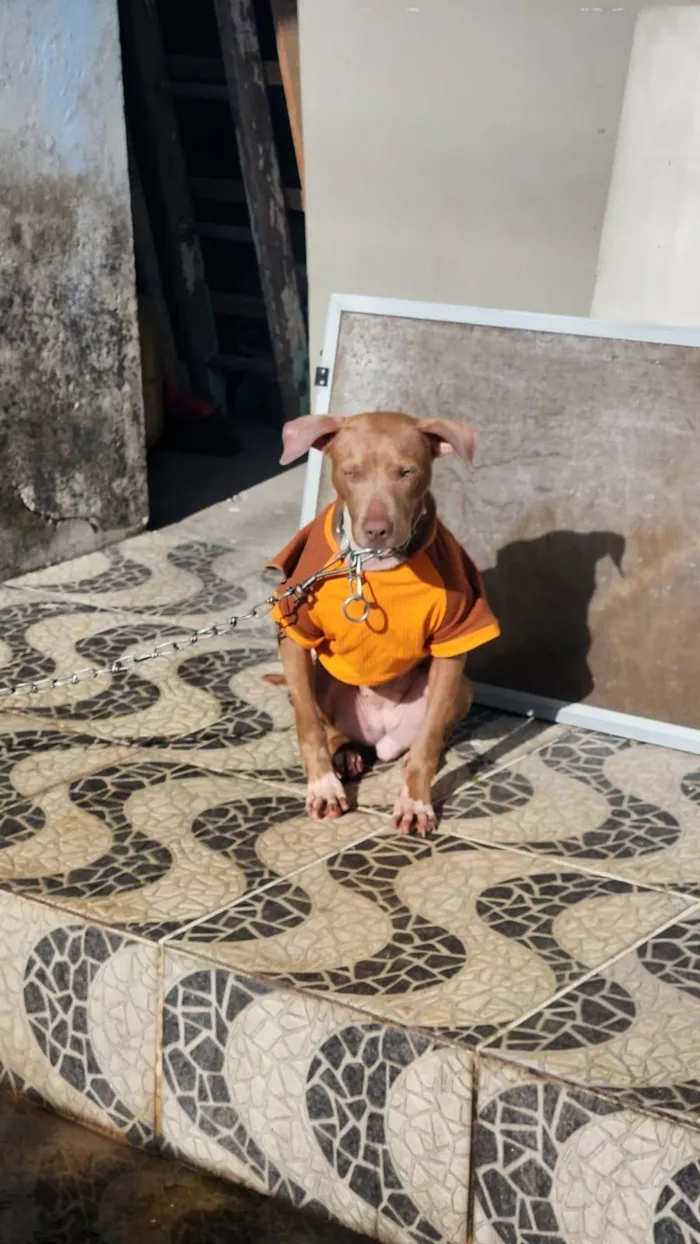 Cachorro ra a Pitbul  idade 2 a 6 meses nome Não sei 