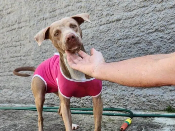 Cachorro ra a Pitbul  idade 2 a 6 meses nome Não sei 