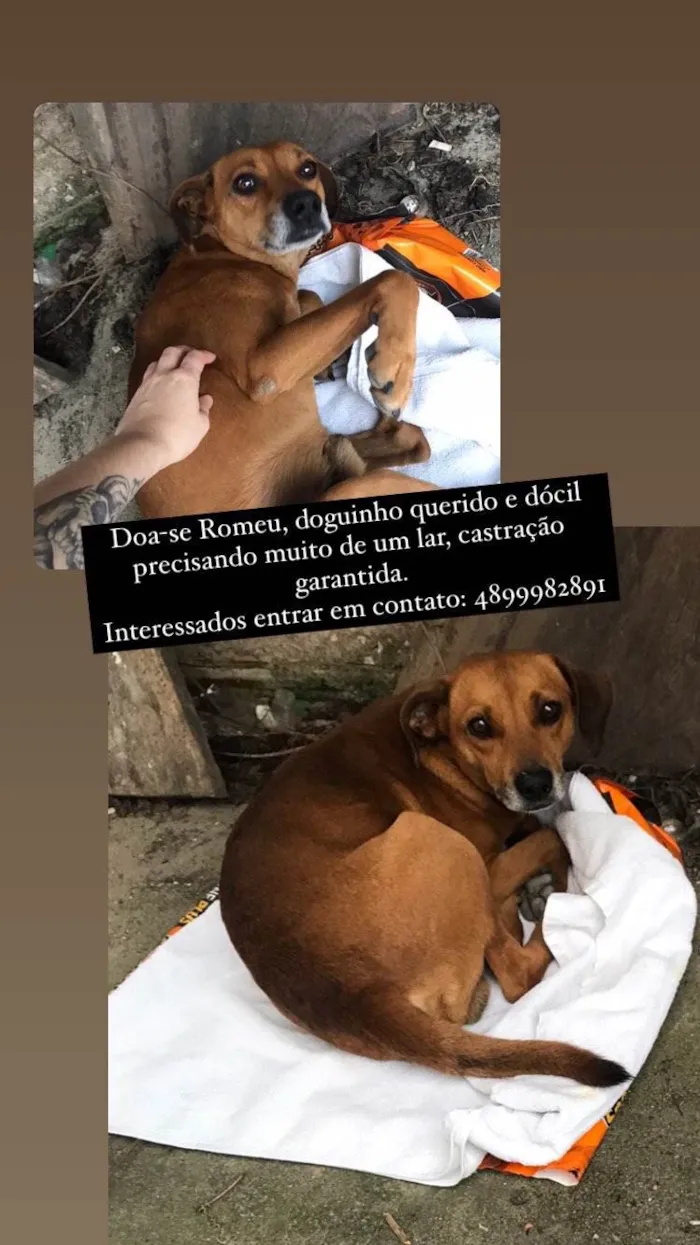 Cachorro ra a  idade 7 a 11 meses nome Não sei 