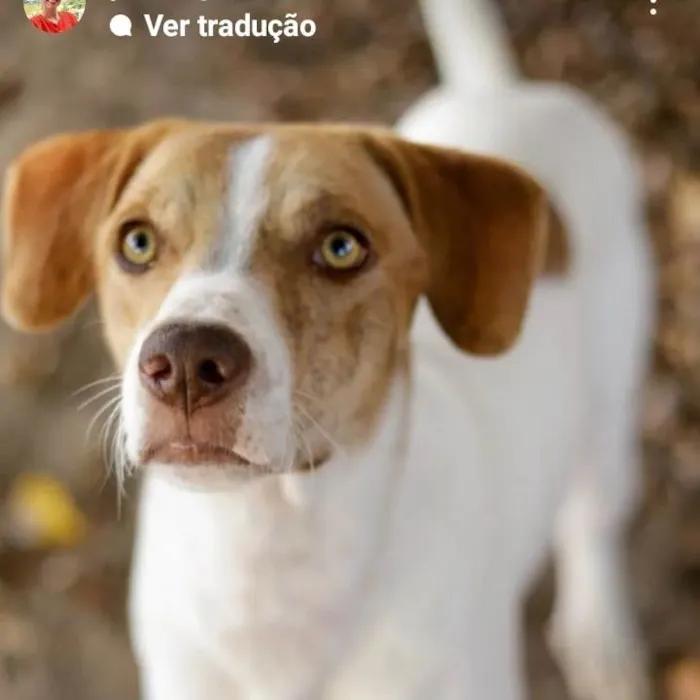 Cachorro ra a  idade 7 a 11 meses nome Não sei 