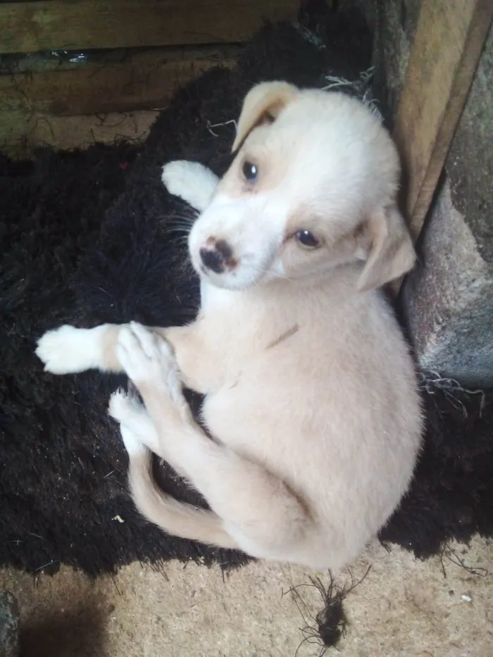 Cachorro ra a  idade 7 a 11 meses nome Não sei 