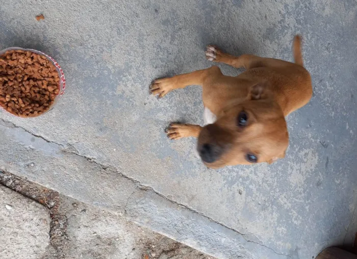 Cachorro ra a  idade 7 a 11 meses nome Não sei 