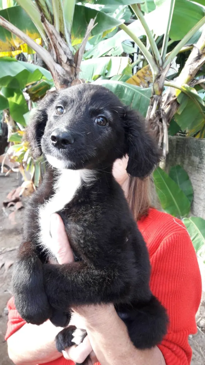 Cachorro ra a  idade 7 a 11 meses nome Não sei 