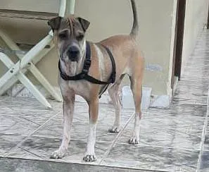 Cachorro ra a  idade 7 a 11 meses nome Não sei 