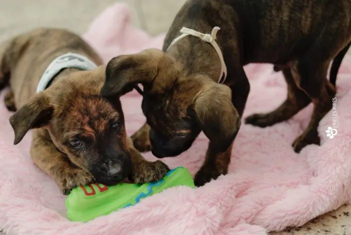 Cachorro ra a  idade 7 a 11 meses nome Não sei 