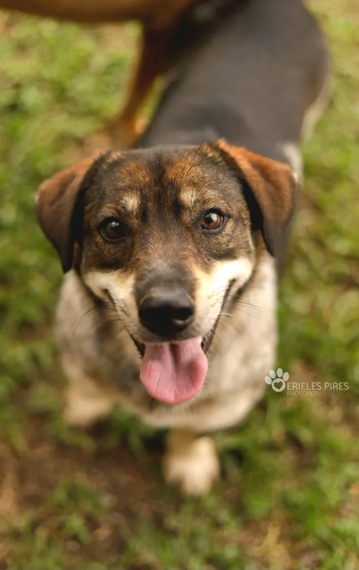 Cachorro ra a  idade 7 a 11 meses nome Não sei 