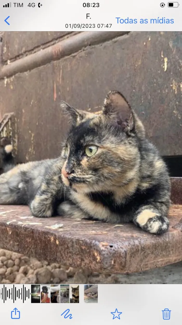 Cachorro ra a  idade 7 a 11 meses nome Não sei 