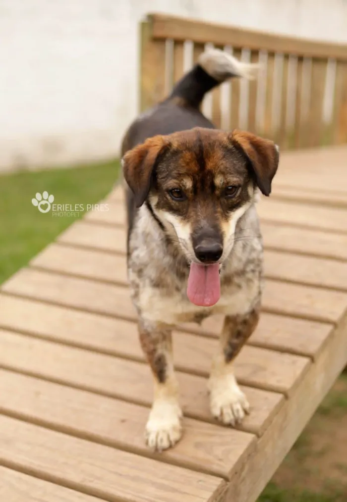 Cachorro ra a  idade 7 a 11 meses nome Não sei 