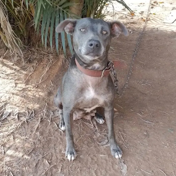 Cachorro ra a  idade 7 a 11 meses nome Não sei 