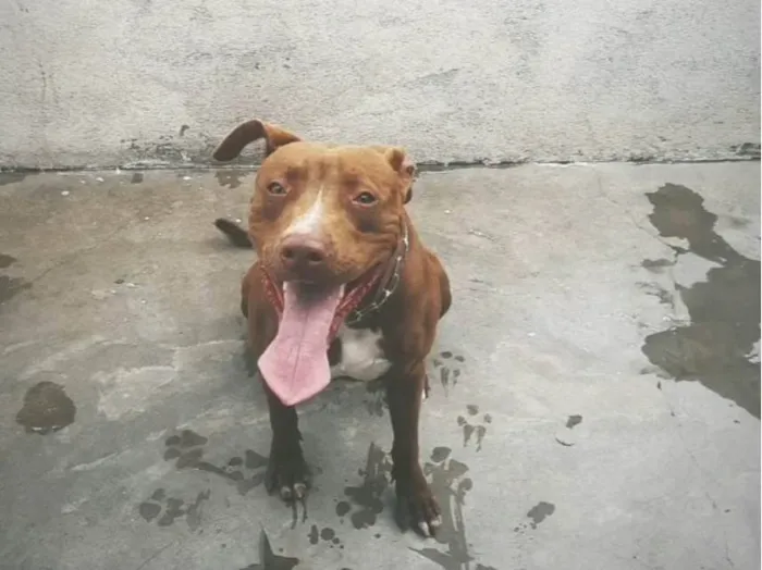 Cachorro ra a Pit-Bull idade 1 ano nome Kiko