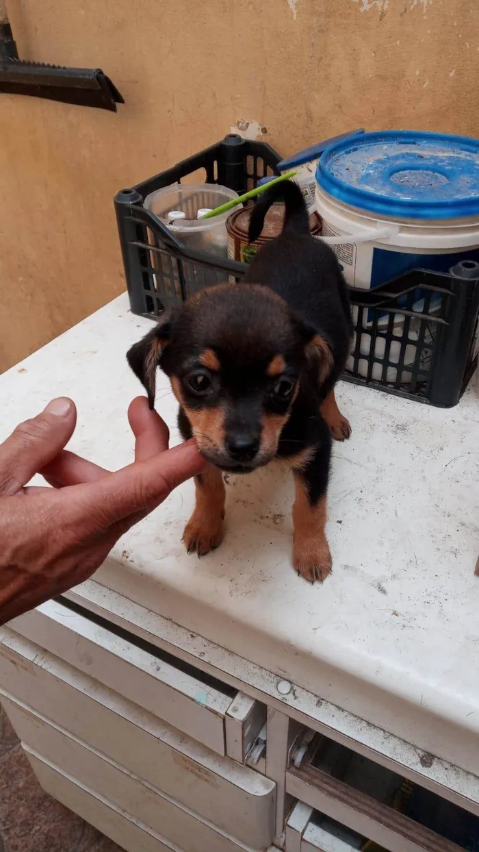Cachorro ra a SRD idade 2 a 6 meses nome SUSY