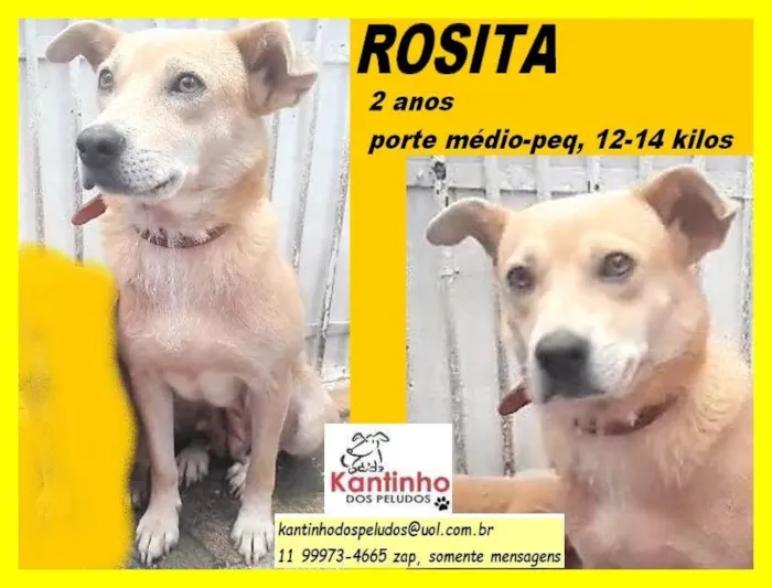 Cachorro ra a MIX idade 2 anos nome ROSITA