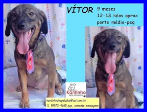 Cachorro raça SRD idade 7 a 11 meses nome VITOR 