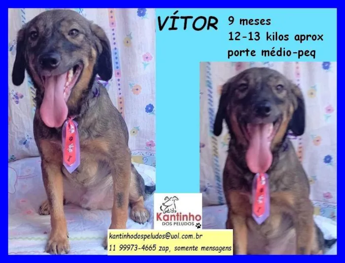 Cachorro ra a SRD idade 7 a 11 meses nome VITOR 