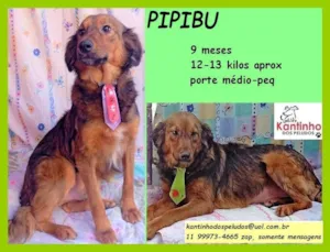 Cachorro raça MIX idade 7 a 11 meses nome PIPIBU