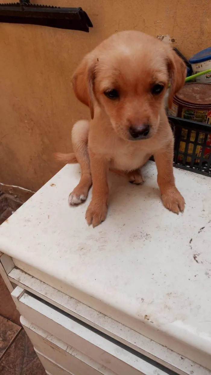 Cachorro ra a SRD idade 2 a 6 meses nome MEL