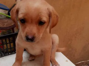 Cachorro raça SRD idade 2 a 6 meses nome MEL