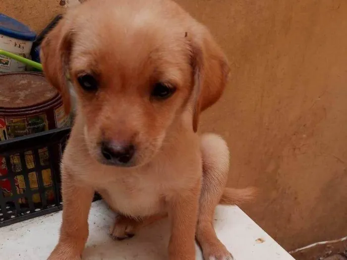 Cachorro ra a SRD idade 2 a 6 meses nome MEL