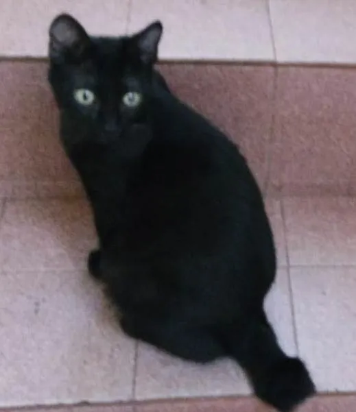 Gato ra a SRD-ViraLata idade 2 a 6 meses nome BIA BLACK
