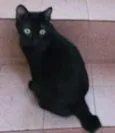 BIA BLACK
