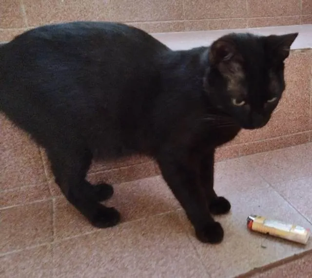 Gato ra a SRD-ViraLata idade 2 a 6 meses nome BIA BLACK