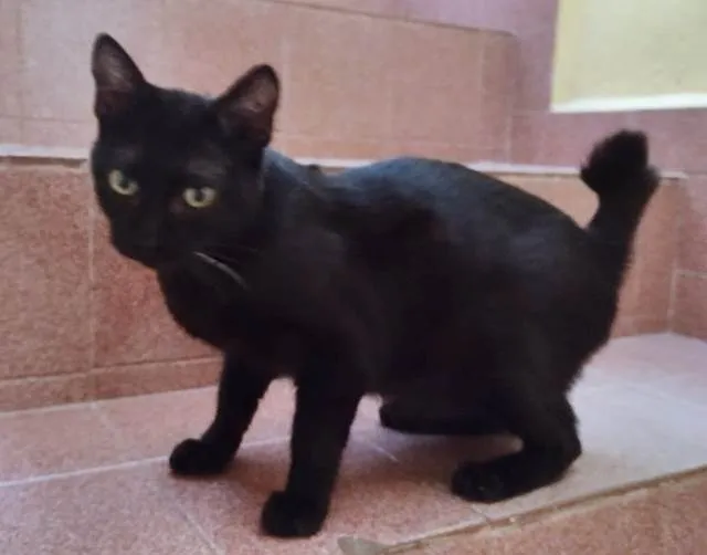 Gato ra a SRD-ViraLata idade 2 a 6 meses nome BIA BLACK