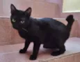 BIA BLACK