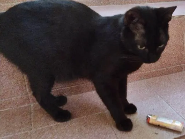 Gato ra a SRD-ViraLata idade 2 a 6 meses nome BIA BLACK