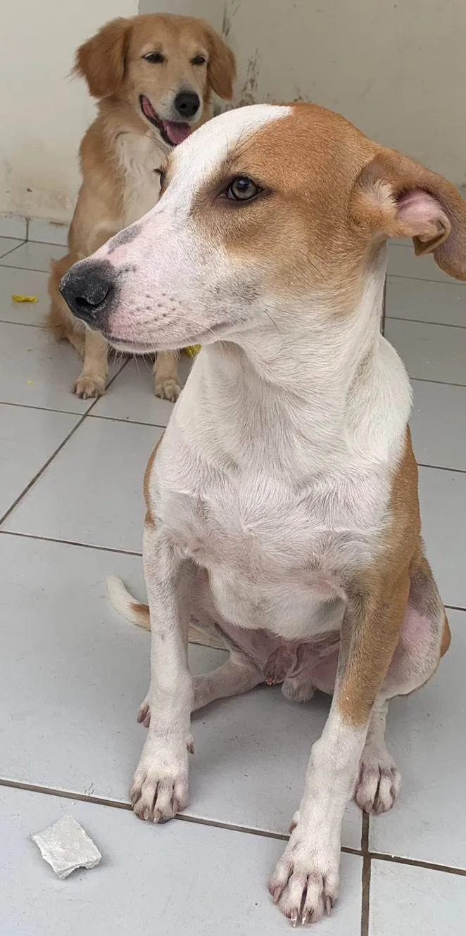 Cachorro ra a SRD-ViraLata idade 1 ano nome Boos