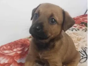 Cachorro raça SRD-ViraLata idade 2 a 6 meses nome Ainda sem nome