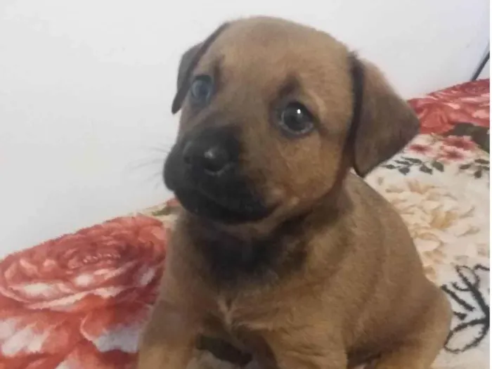 Cachorro ra a SRD-ViraLata idade 2 a 6 meses nome Ainda sem nome