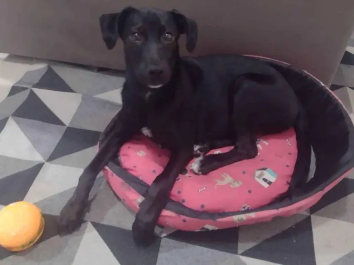 Cachorro ra a SRD-ViraLata idade 6 ou mais anos nome Zoe
