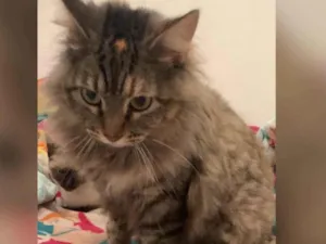 Gato raça SRD-ViraLata idade 1 ano nome Sofie