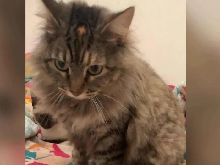 Gato ra a SRD-ViraLata idade 1 ano nome Sofie