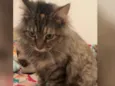 Sofie